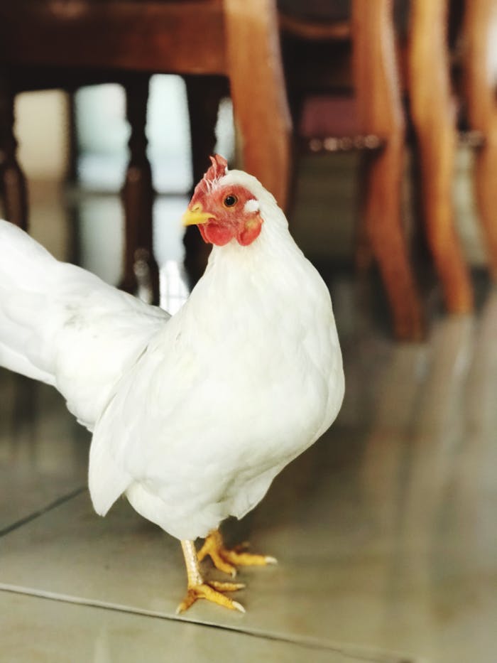 A white hen with red comb and yellow beak stands elegantly indoors, showcasing its domestic charm.